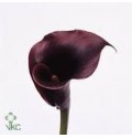 ΚΑΛΛΑ  ΜΙΝΙ  ΜΑΥΡΗ  CALLA  SCHWARZWALDER